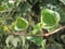 Interesting nature green liana in the garden