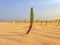 Interesting original green plant growing on the Canary Island Fuerteventura in close-up on the sand in the dunes