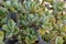 Interesting original natural background with green leaves of crassula in close-up