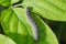 Interesting Patterns on Caterpillar