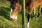 Interesting perspective of beautiful brown horse behind barbed wire fence