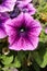 Interesting petunia plant Petunia atkinsiana