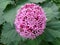 Interesting pink flower with green leaves