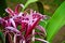 Interesting pink flower surrounded by greenery