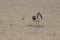 An interesting pose of the screaming herring gulls on the sand. Closeup.