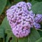 Interesting Purple Bloom of the Blue Mistflower (Conoclinium coelestinum)