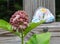 Interesting red and pink flowering weed with green leaves in front of painted rock