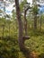 interesting shape of a marsh pine, a blurred background of a mire