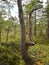 Interesting shape of a marsh pine, a blurred background of a mire