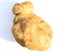 Interesting shape of a potato tuber grown on a private plot on a white background, close-up