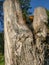 Interesting shaped mushrooms growing on the tree