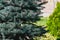 Interesting species of coniferous trees and plants. Natural compositions with evergreen vegetation