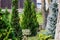 Interesting species of coniferous trees and plants. Natural compositions with evergreen vegetation