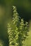 Interesting summer plant on a green background in the summer sunshine on the meadow