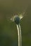 Interesting summer plant on a green background in the summer sunshine on the meadow