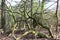 Interesting tree in British woodland