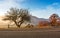 Interesting tree by the road at foggy sunrise