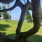 Interesting tree shape view of ocean