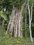 Interesting trees in tropical forest, Guatemala