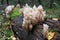 Interesting vegetation on a fallen tree.