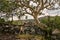 Interesting vegetation of the Matopos National Park, Zimbabwe