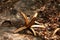 Interesting vegetation of the Matopos National Park, Zimbabwe