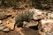 Interesting vegetation of the Matopos National Park, Zimbabwe