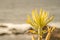 Interesting view over the beach from tenerife with a close up plant