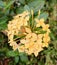 INTERESTING YELLOW COLORED IXORA FLOWERS ARE BLOOMING AT BATU METROPOLITAN PARK.