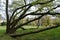 An interestingly grown tree in the castle park