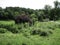 Interestingly trimmed small bushes-round-shaped trees in the Botanical garden