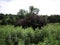 Interestingly trimmed small bushes-round-shaped trees in the Botanical garden