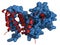 Interferon gamma (IFNg) cytokine molecule, chemical structure. Recombinant form used in treatment of osteopetrosis and chronic