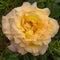 Interieur photo of blooming flower Hybrid Tea rose, `Peer Gynt`. Garden roses, ornamental, popular flowering plants in the world