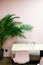 The interior of a cozy light cafe in natural pastel beige and pink tones, a table, chairs and a green palm plant. vertical photo