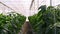 Interior of cultivation of bell peppers in greenhouse.