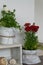 Interior decoration with blossom potted flowers