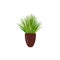 Interior decoration, Sansevieria trifasciata or Snake plant isolate on white