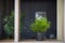 Interior design. Home decoration with potted flowers. Pogonatherum paniceum in a flower pot on a shelf