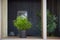 Interior design. Home decoration with potted flowers. Pogonatherum paniceum in a flower pot on a shelf