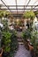 The interior design of the indoor garden coffee shop wooden console, a beautiful composition of plants in pots