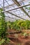 Interior of greenhouse with a variety of plants and flowers