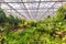 Interior of greenhouse with a variety of plants and flowers