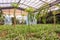 Interior of greenhouse with a variety of plants and flowers