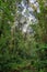 Interior of humid cloudforest