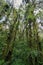 Interior of humid cloudforest