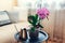 Interior of living room. Purple orchid in blossom blooming on coffee table by watering can. Home decorated with flowers