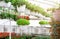 Interior of modern flower greenhouse, hothouse with variety of plants and different blooming in white pots