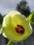 The interior of a Okra flower against the sky. Interior de una flor de molondrÃ³n contra el cielo