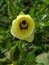 The interior of a Okra flower in a garden. Interior de una flor de molondrÃ³n en un huerto